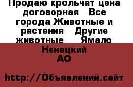 Продаю крольчат цена договорная - Все города Животные и растения » Другие животные   . Ямало-Ненецкий АО